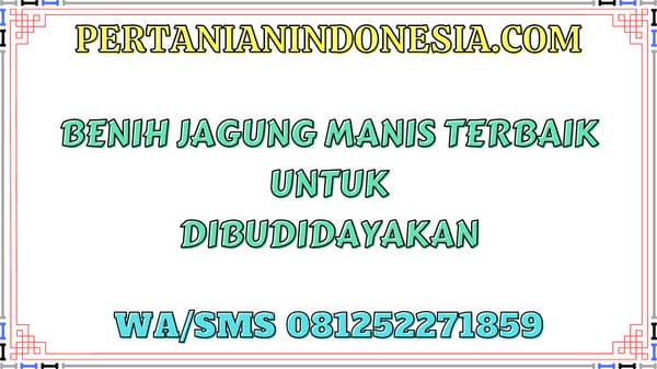 Benih Jagung Manis Terbaik Untuk Dibudidayakan